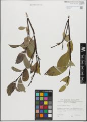 Foto von Salix glabra Scop.